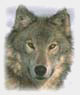 GrumpyWolf