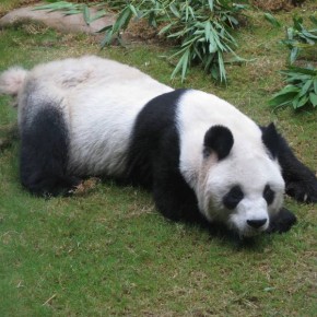 Oso panda en Ocean Park